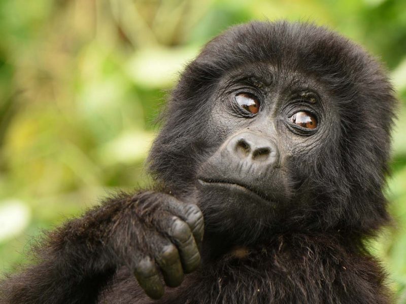Gorilla Trekking Safari in Bwindi