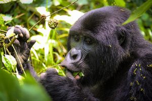 Start planning your gorilla safari trip with a local expert that would help you experience Africa on your own terms to Bwindi Impenetrable National Park Uganda.