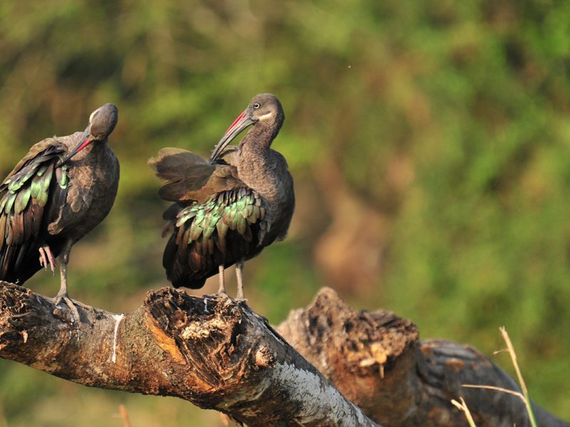 Bird Species in Bwindi Forest