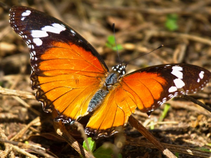 Butterflies & Amphibians in Bwindi