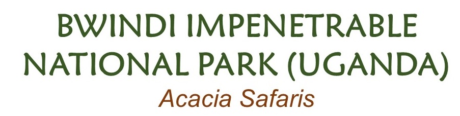 Bwindi Impenetrable Forest National Park