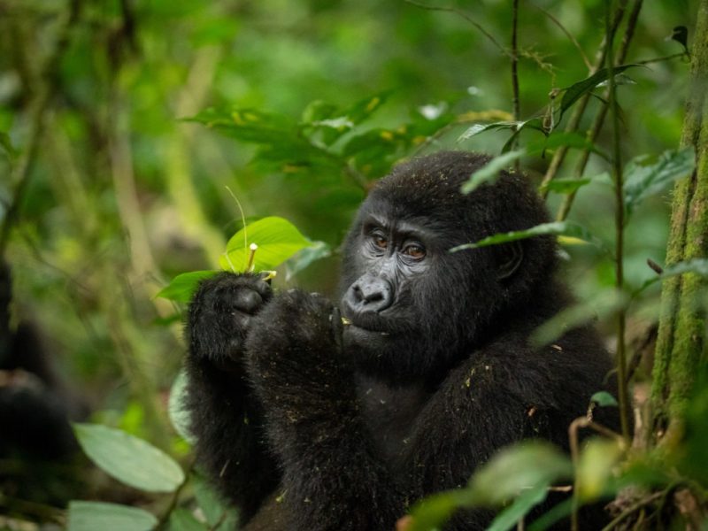 gorilla-uganda-primate-trekking-eating-1200x800